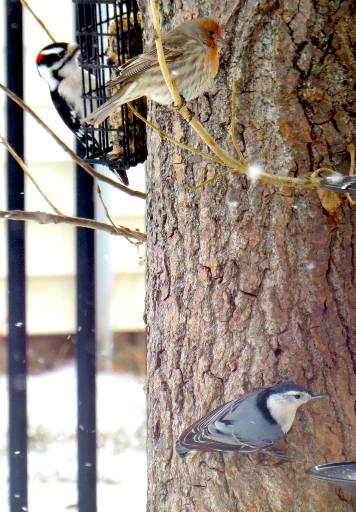 Sharing the Tree